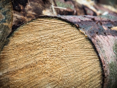 wood-3779890_1920 wood-3779890_1920