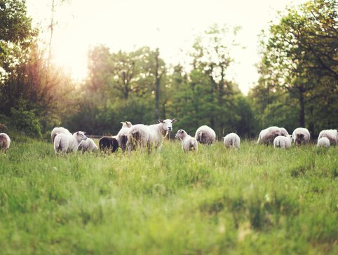 Side 3 - thelegendreturn-sheep-6810917