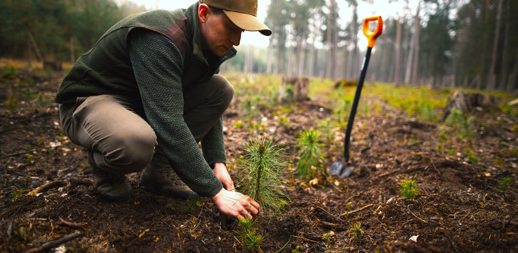Shutterstock_2439657821_man_planting_young_pine_seedling_in_forest_REDIGERTE_FARGER_ALLSKOG_2 (1)