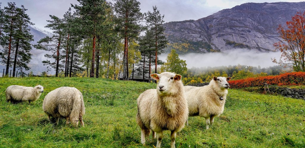 sheep-3744175