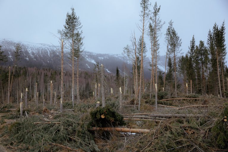 Side 2 - Klimaendringer vil føre til mer ekstremvær og skogskader.. Foto Skogbrand.jpg