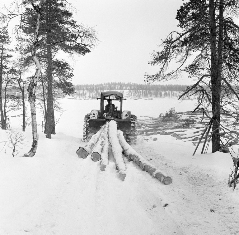 Vinsjing av helstammer av furu bak en traktor med belter som skulle øke bæreevnen til traktorhjulene og «hytte» som både fungerte som klimaskjerm og gav føren en viss beskyttelse ved eventuelle velt. Her har traktorføreren stroppet fem ubarkete tømmerstokker og løftet stokkendene litt opp i de fremre endene ved hjelp av en entromlet vinsj.