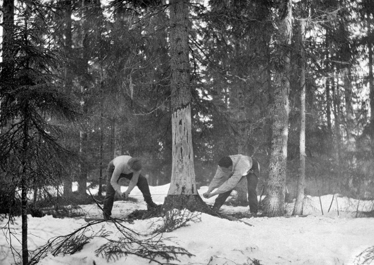 Vinterbilde fra granskog med snø. To menn er i ferd med å felle ei gran med stokksag. Grana er barket med øks fra hode- eller brysthøyde og ned mot felleskåret.