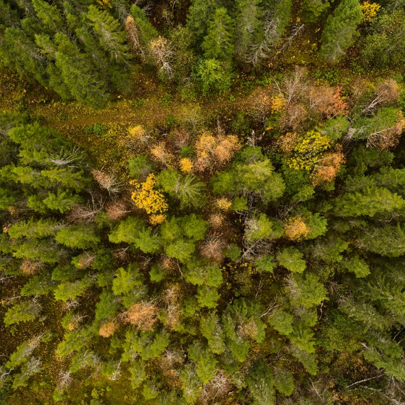 Allskog_DJI_0178_web